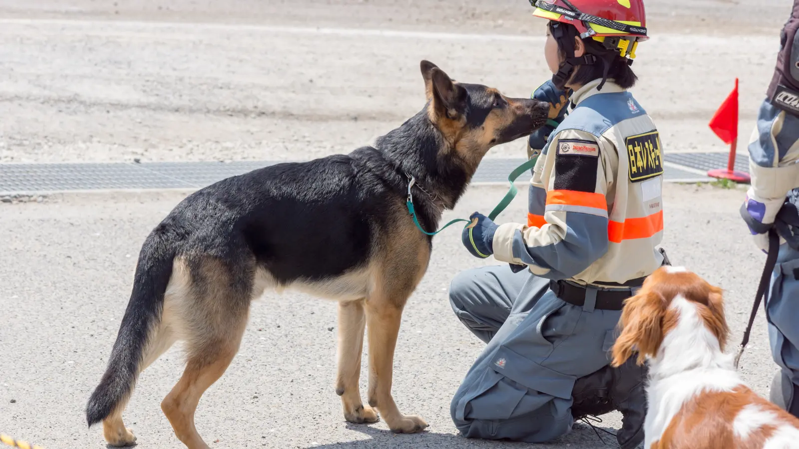 Rettungshund im Suchtraining als Motiv für Mantrailing