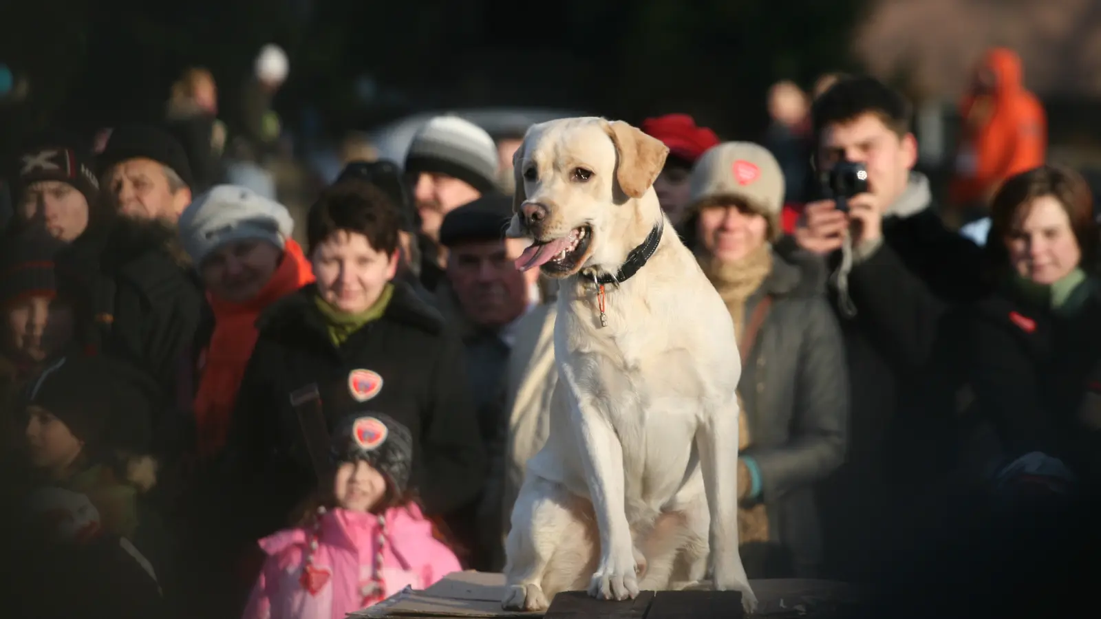 Suchhundeteam als Motiv für digitale Organisation einer Rettungshundestaffel